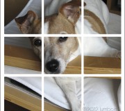 foto animatie